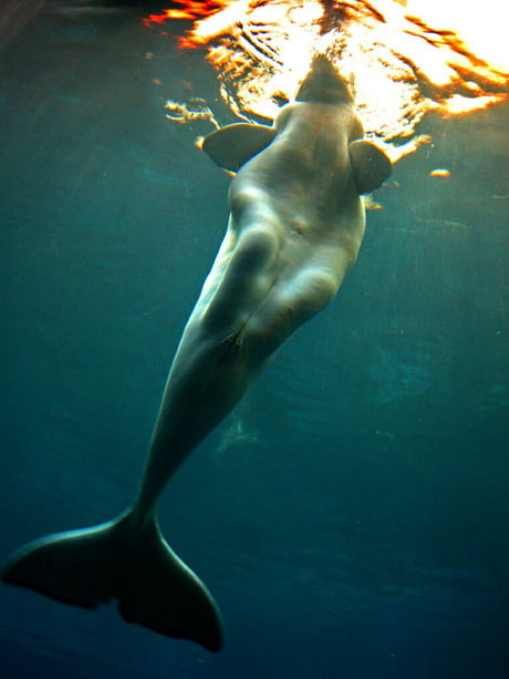 beluga delfin