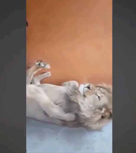 Az oroszlán talpmasszázsa